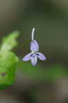 Longspur violet